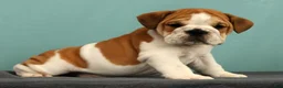 English Bulldog dogs for sale: Baxter - Ad 7