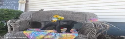 Labrador Retriever dogs for sale: Kristy - Ad 3