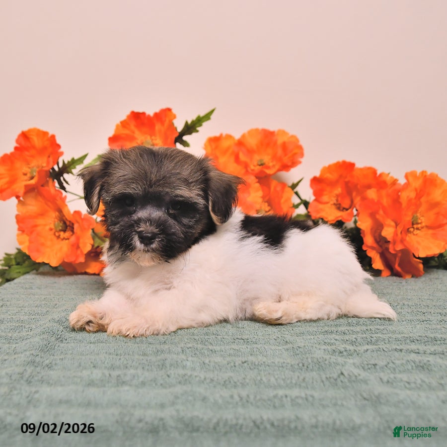 Havanese dogs Hans  - Ad 2
