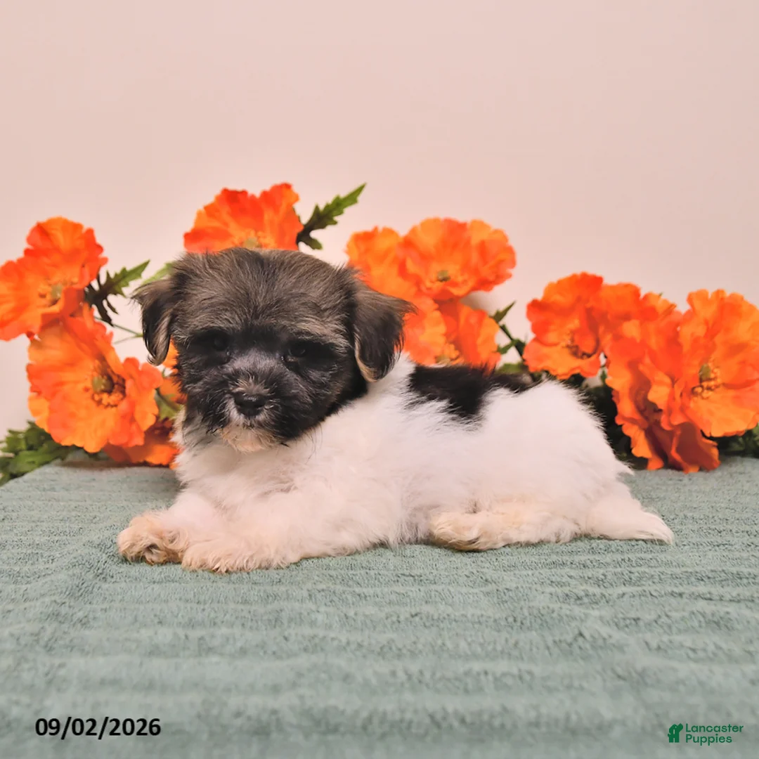 Havanese dogs for sale: Hans  - Ad 2
