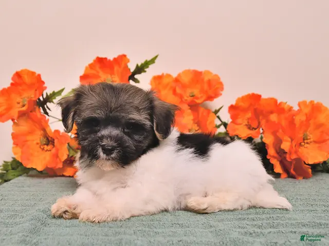 Havanese dogs Hans - Ad 2