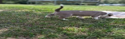 American Bully dogs for sale: American Bully 5 - Ad 4