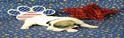 Jack Russell Terrier dogs for sale: Pax CKC male Delivery Available  - Ad 4