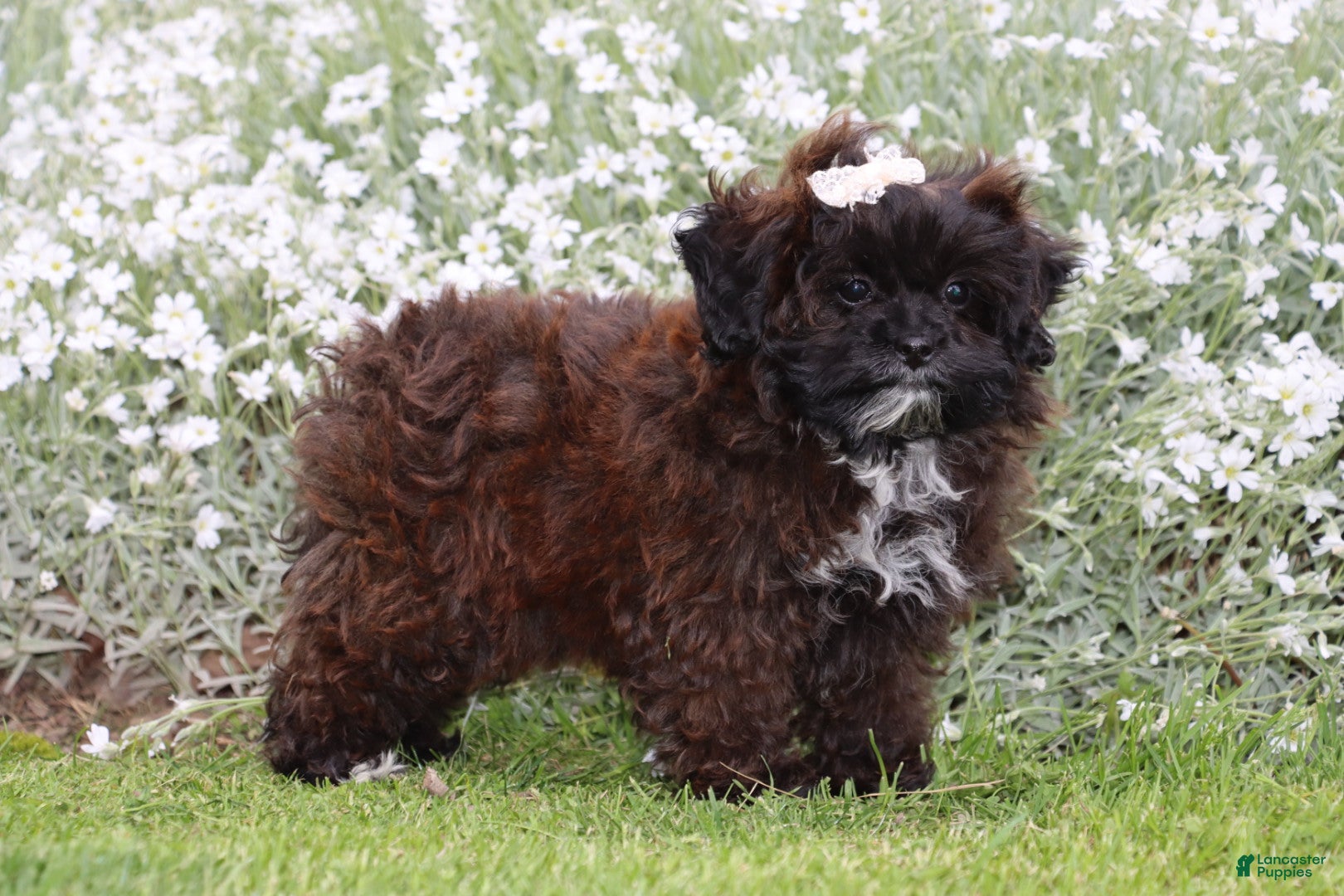 Shihpoo dogs Laura - Ad 14