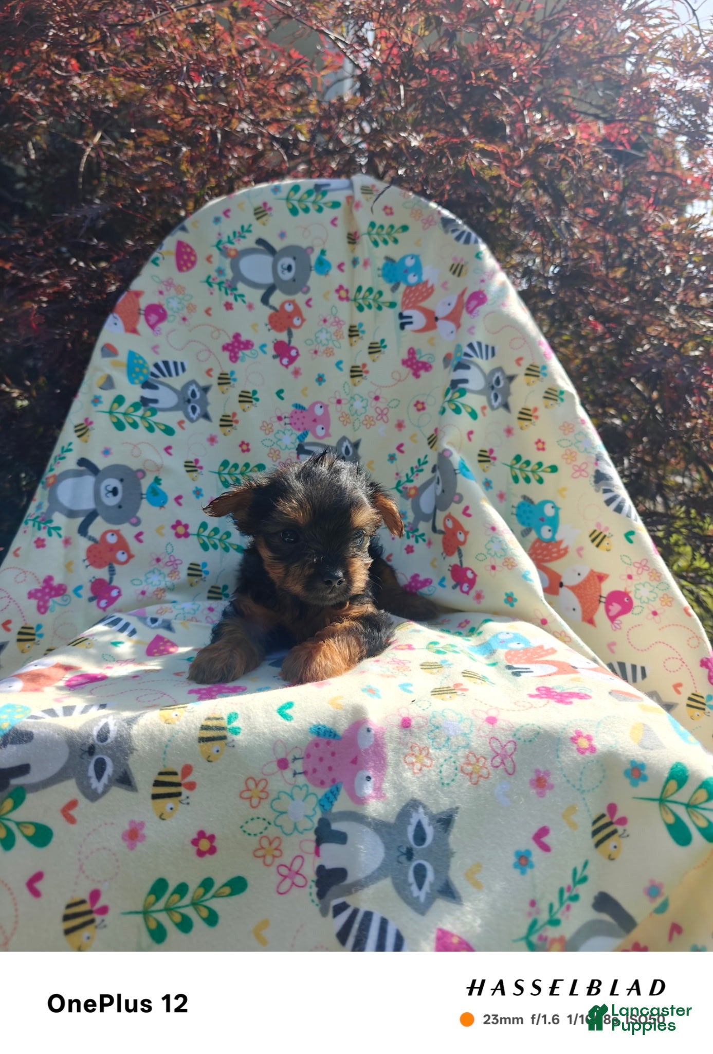 Yorkiepoo dogs Yorkiepoo 4 - Ad 1