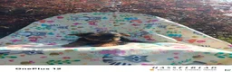 Yorkiepoo dogs for sale: Yorkiepoo 4 - Ad 1