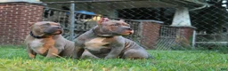American Bully dogs for sale: Silvia  - Ad 3