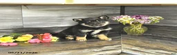 Pomsky dogs for sale: Jenna - Ad 3