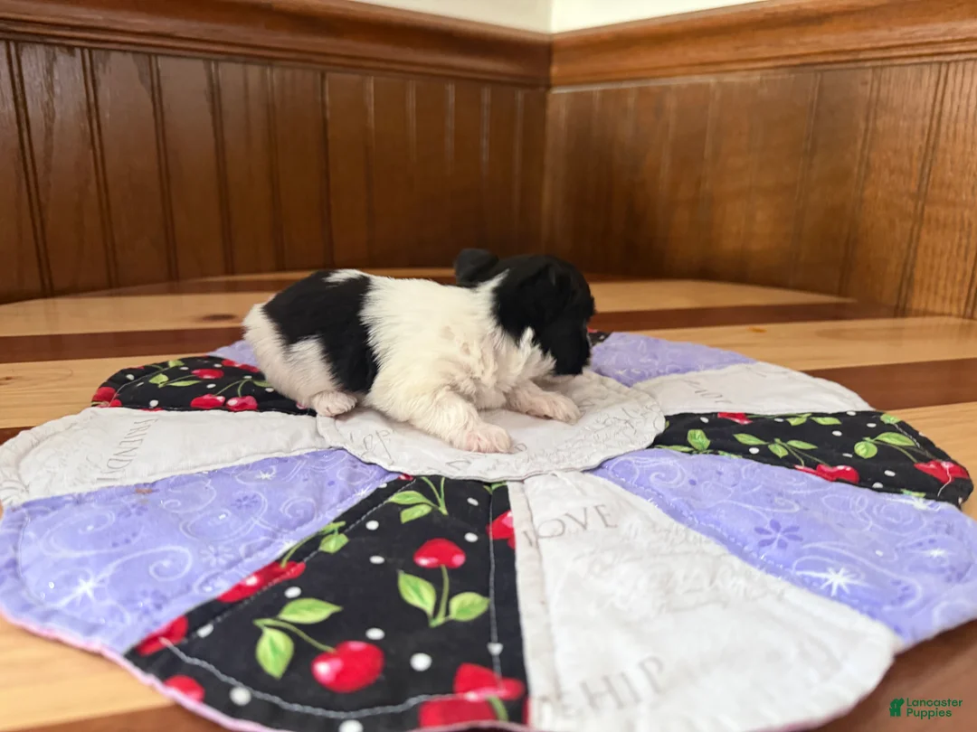 Yorkshire Terrier dogs for sale: Yorkshire Terrier Puppy 1 - Ad 7