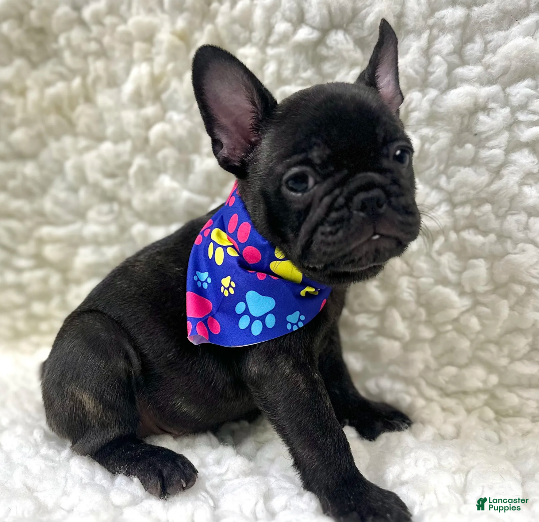 Mixed Breed dogs Boone - Ad 2