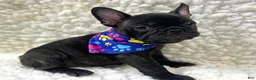 Mixed Breed dogs for sale: Boone - Ad 2
