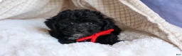 Bichpoo dogs for sale: NOEL - Ad 11