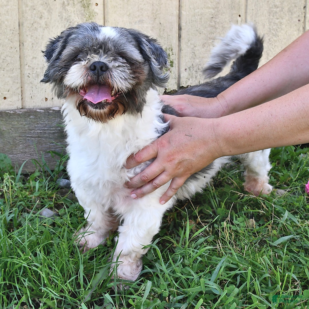 Teddy Bear dogs for sale: Rose  - Ad 7