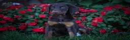 Doberman Pinscher dogs for sale: PENNY - Ad 7