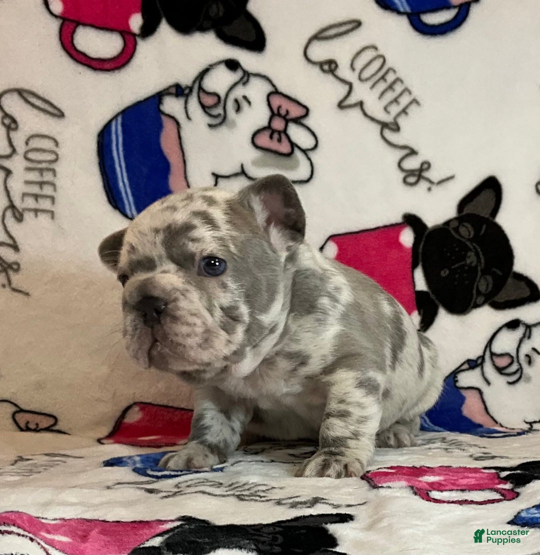 French Bulldog dogs for sale: Garmin - Ad 18