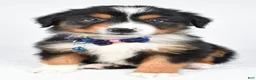 Miniature Australian Shepherd dogs for sale: Kip - Ad 1