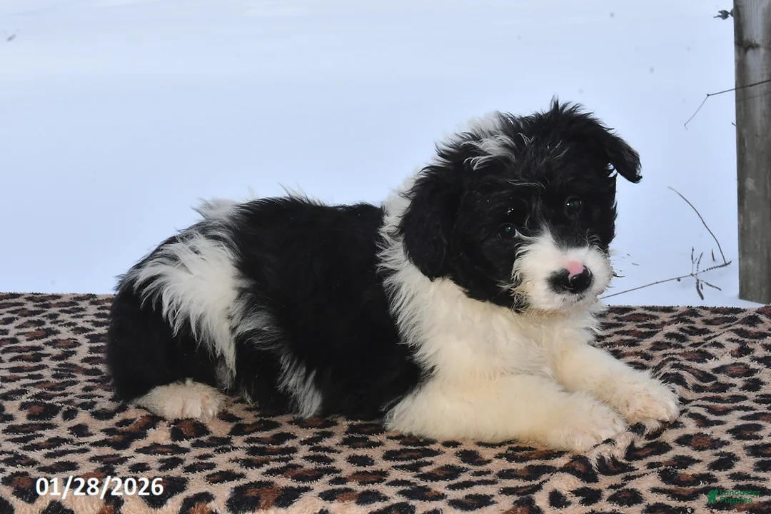 Aussiedoodle dogs for sale: Johnny - Ad 2