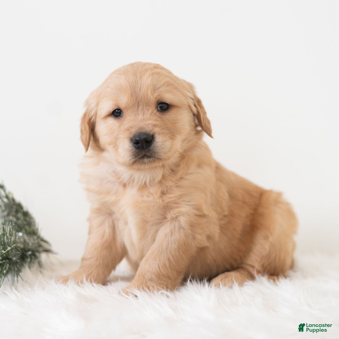 Golden Retriever dogs for sale: Pixar - Ad 4