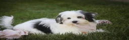 Havanese dogs for sale: Twila Havanese Puppy  - Ad 4