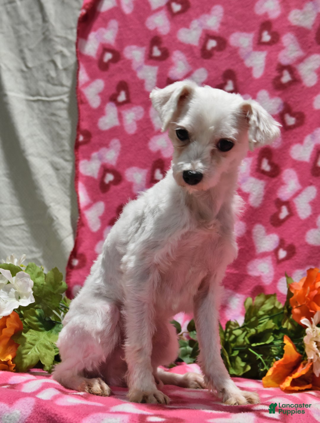 Maltese dogs for sale: Muffin - Ad 7