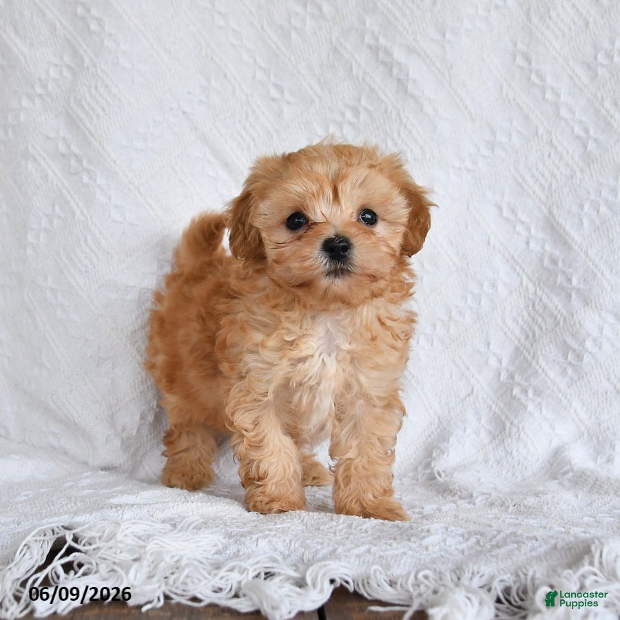 Maltipoo dogs Peanut  - Ad 1