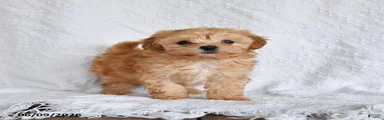 Peanut 