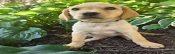Labrador Retriever dogs for sale: Hank - Ad 3