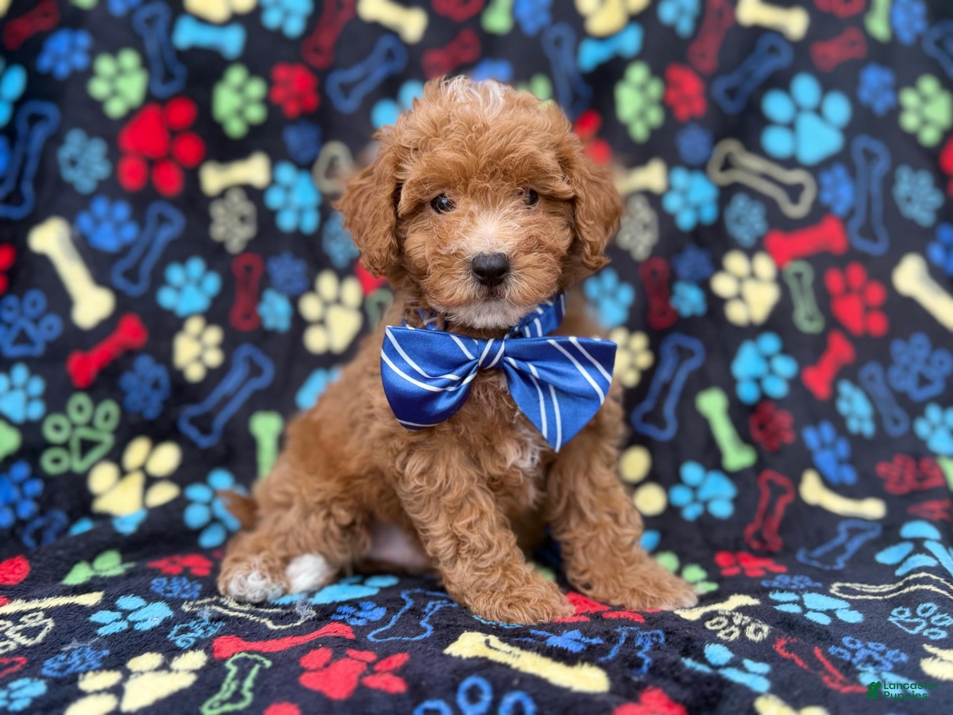 Cavapoo dogs for sale: Artie - Ad 1