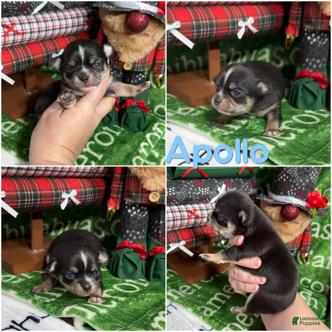 Chihuahua dogs for sale: Tiny Apollo Short Coat Tri - Ad 8