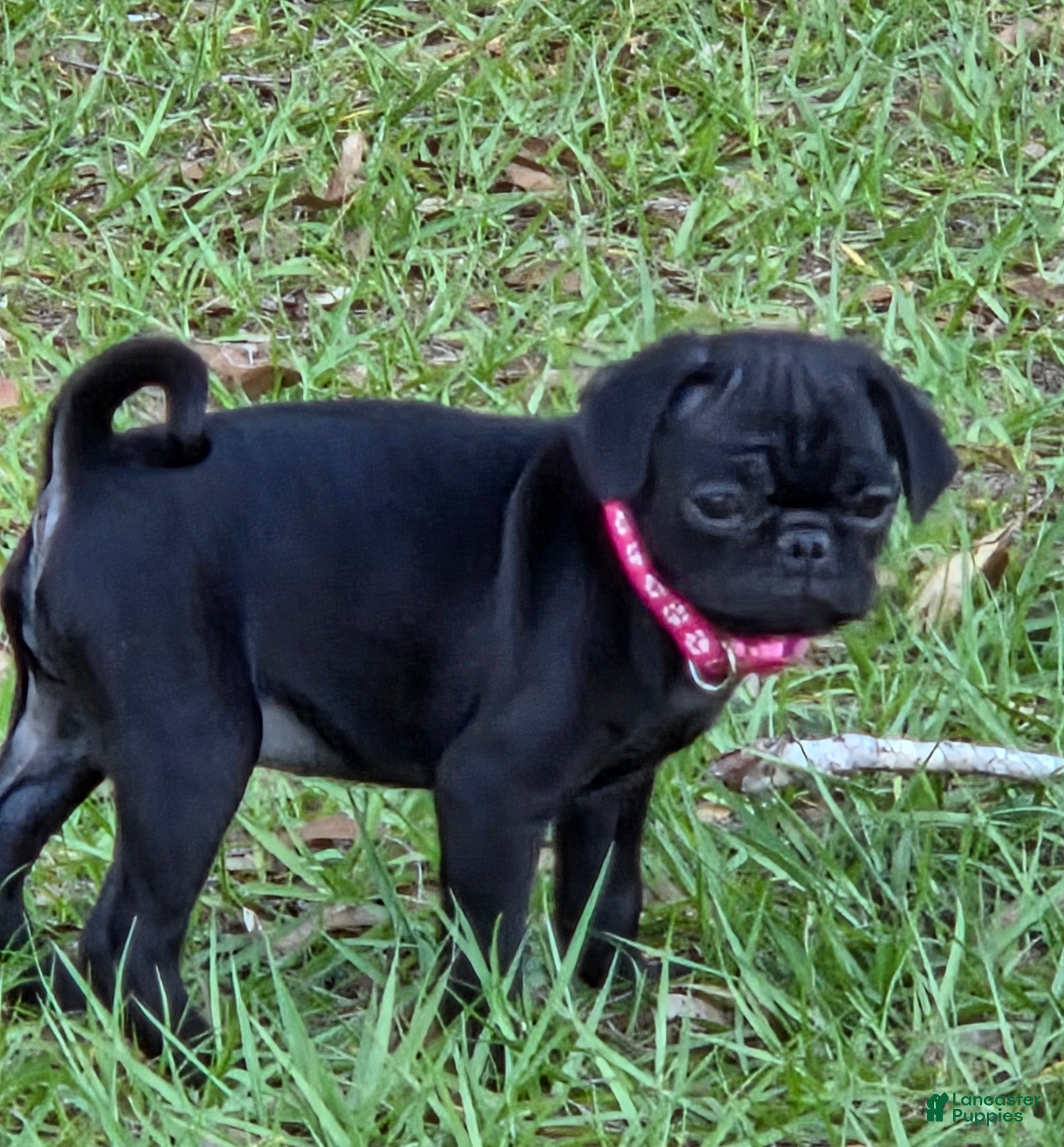 Pug dogs Azalea  - Ad 2