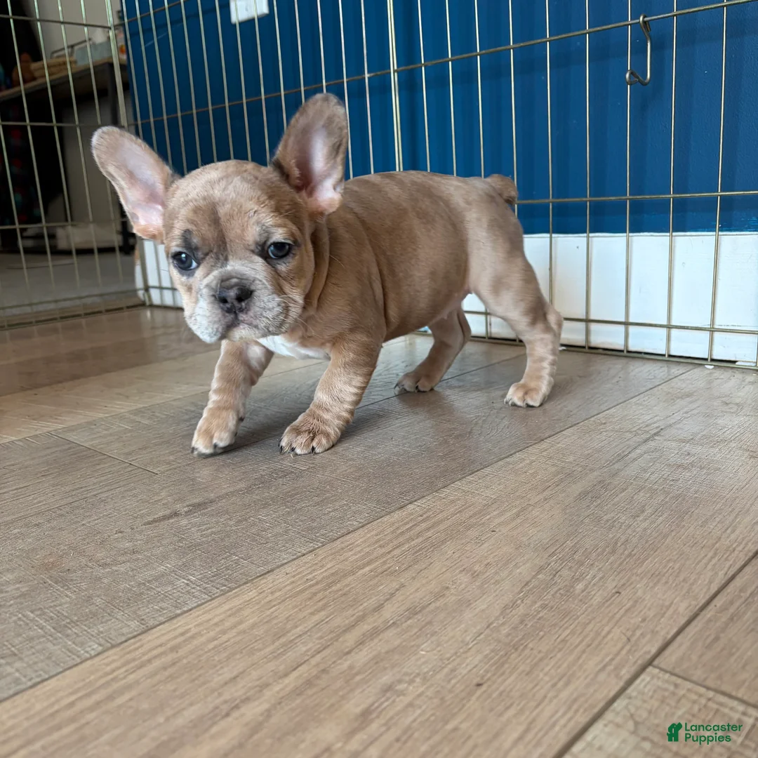 French Bulldog dogs for sale: French Bulldog Puppy 2 - Ad 5