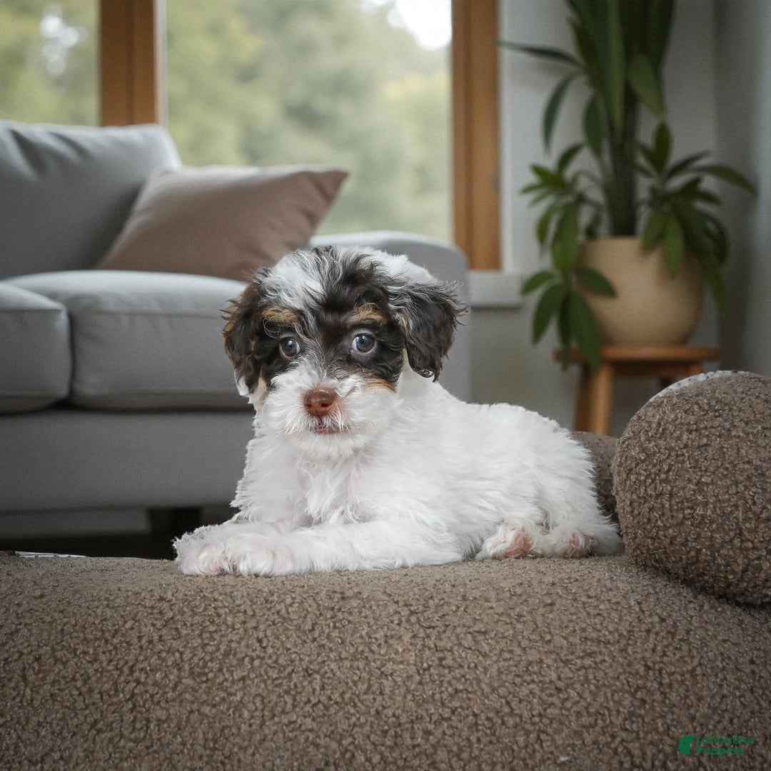 Miniature Poodle dogs for sale: CARTER - Ad 2