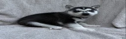 Siberian Husky dogs for sale: Kira - Ad 3