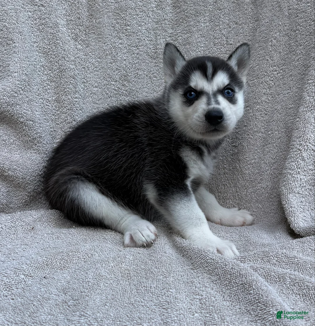 Siberian Husky dogs for sale: Kira - Ad 3