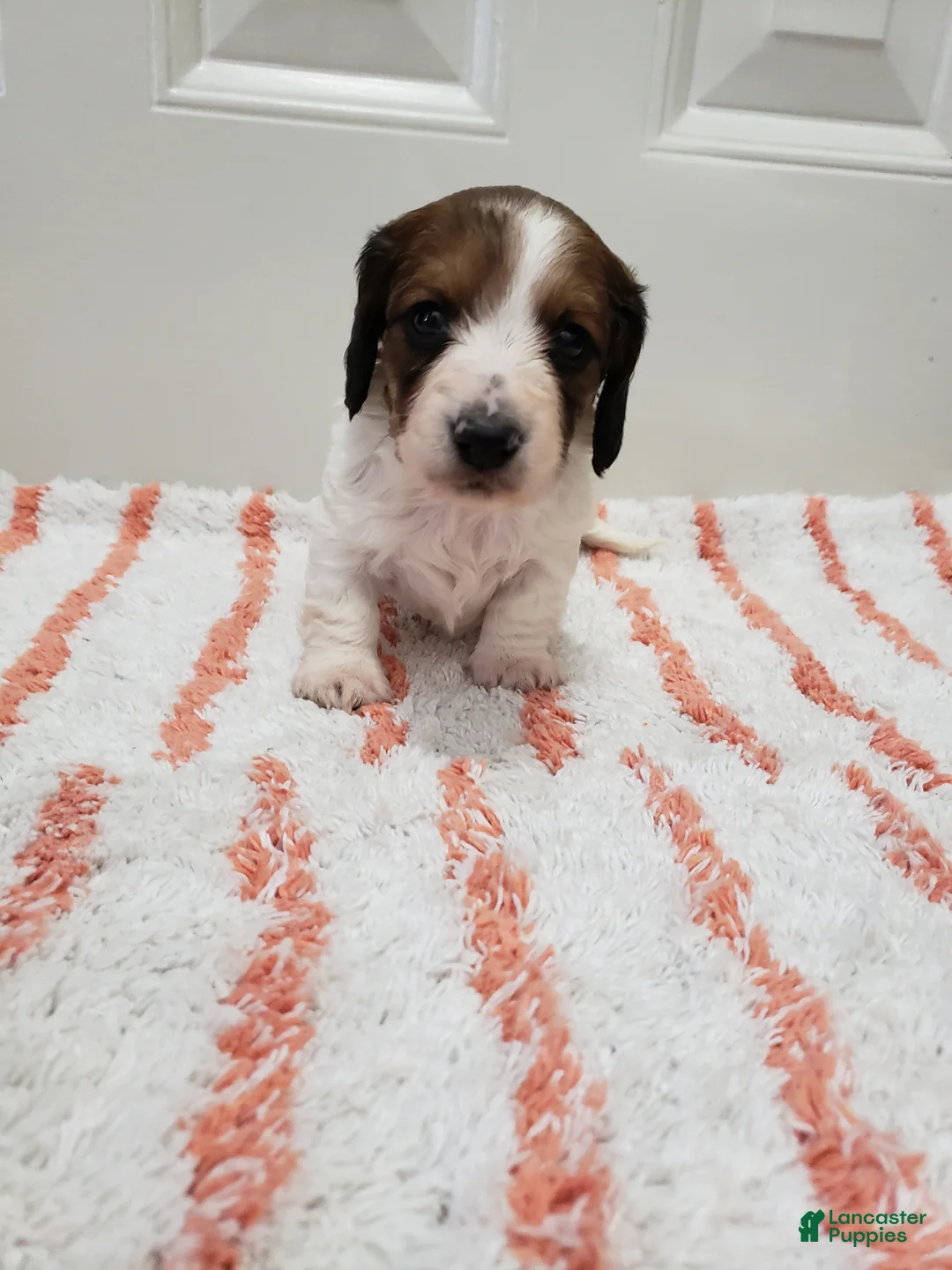 Miniature Dachshund dogs for sale: Rylan - Ad 7