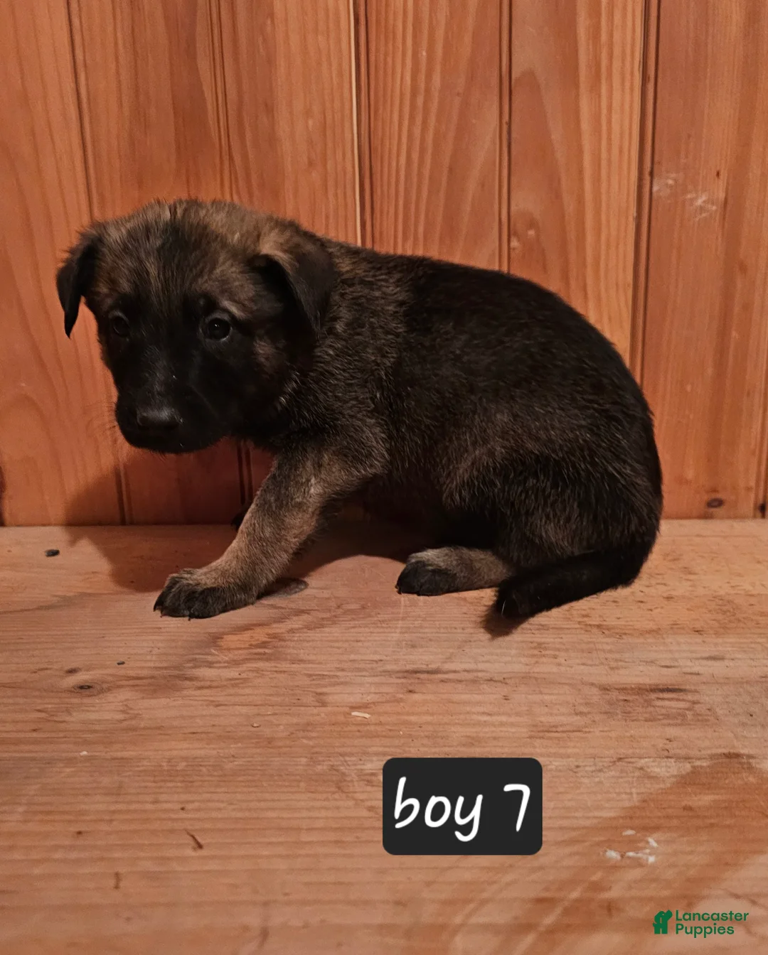 Belgian Malinois dogs for sale: Belgian Malinois Puppy 7 - Ad 2