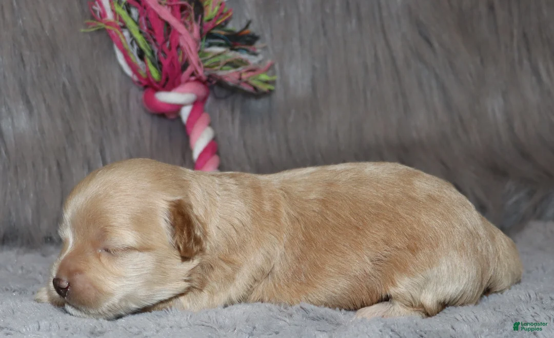 Havapoo dogs for sale: Addie 👨‍👨‍👦‍👦💞🐕Miniature - Ad 27