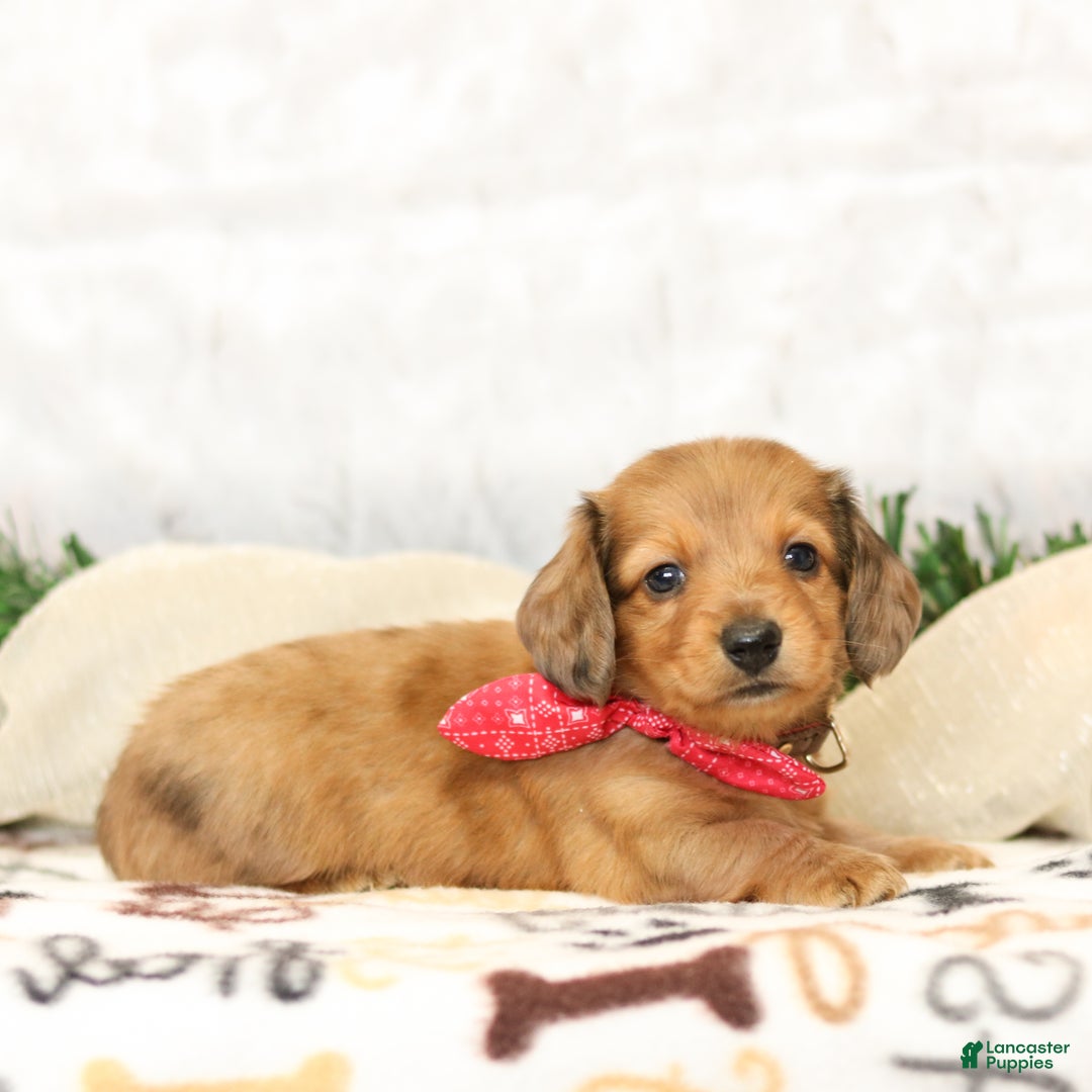 Miniature Dachshund dogs for sale: Juliet - Ad 3