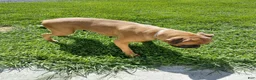 Boxer dogs for sale: Tootsie - Ad 5