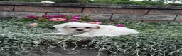 Teddy Bear dogs for sale: Jay  - Ad 3
