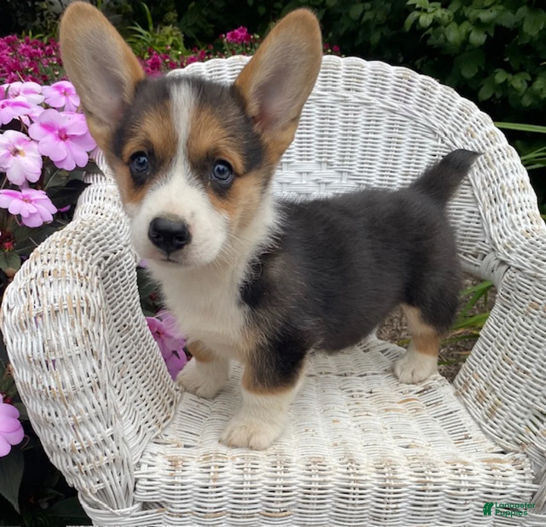 Welsh Corgi Pembroke dogs for sale: Jimmy - Ad 1