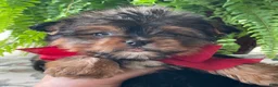 Yorkshire Terrier dogs for sale: Fido - Ad 12