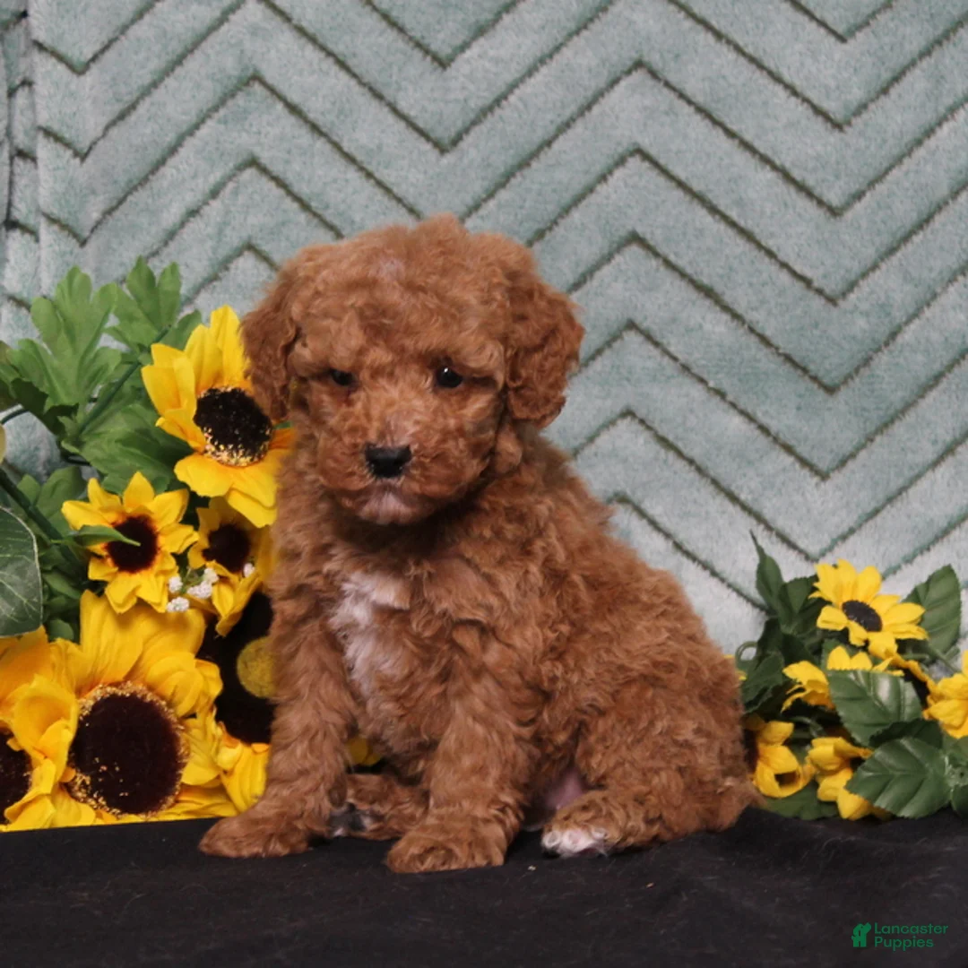 Miniature Poodle dogs for sale: Yetta - Ad 5