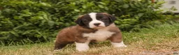 Saint Bernard dogs for sale: Wallace - Ad 5