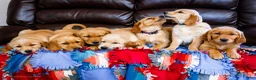 Golden Retriever dogs for sale: Violet - Ad 9