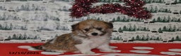 Mixed Breed dogs for sale: Sheila - Ad 3