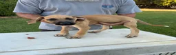 Mixed Breed dogs for sale: Medium Tan black snout male - Ad 2