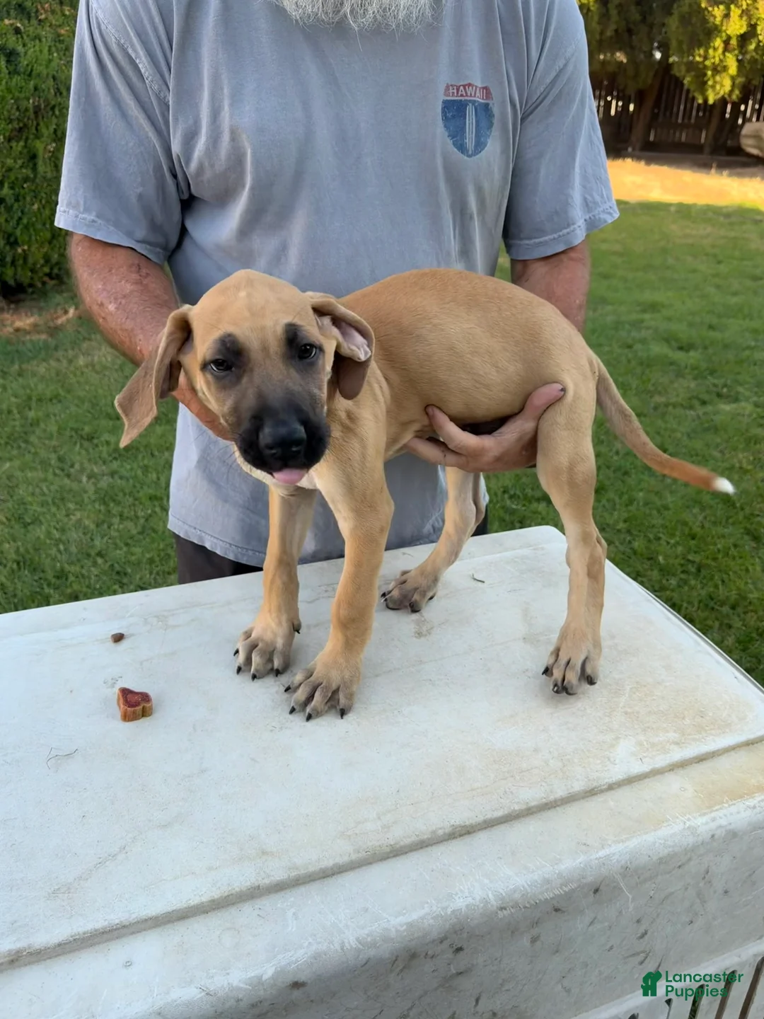 Mixed Breed dogs for sale: Medium Tan black snout male - Ad 2