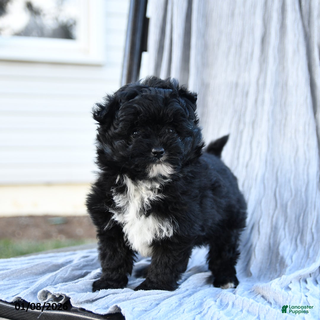 Pomapoo dogs for sale: Star - Ad 5
