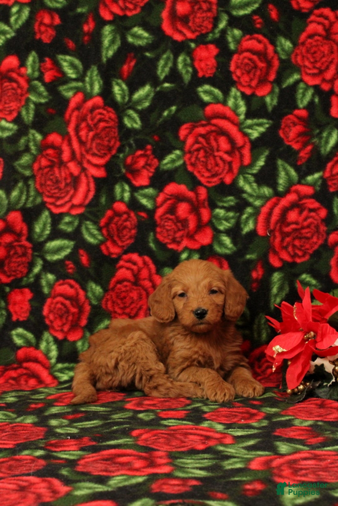 Mini Goldendoodle dogs for sale: Clementine - Ad 3